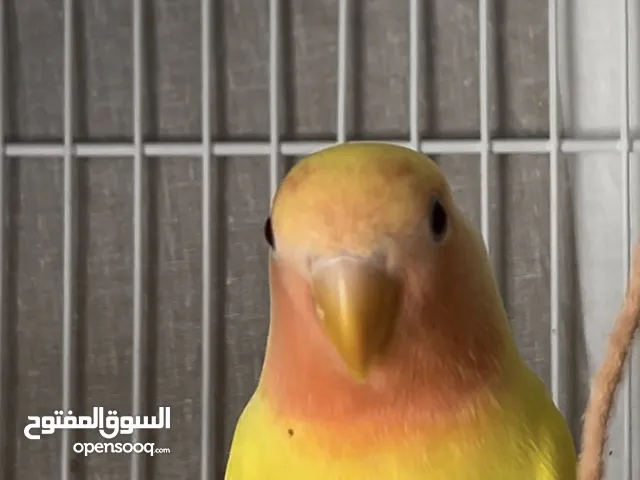 طيور حب صغيرة واليفه