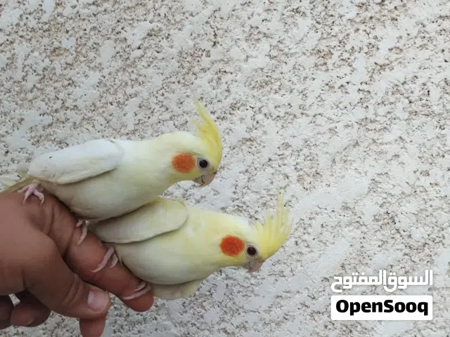 كوبية كوكتيل مروطات نص ترويط