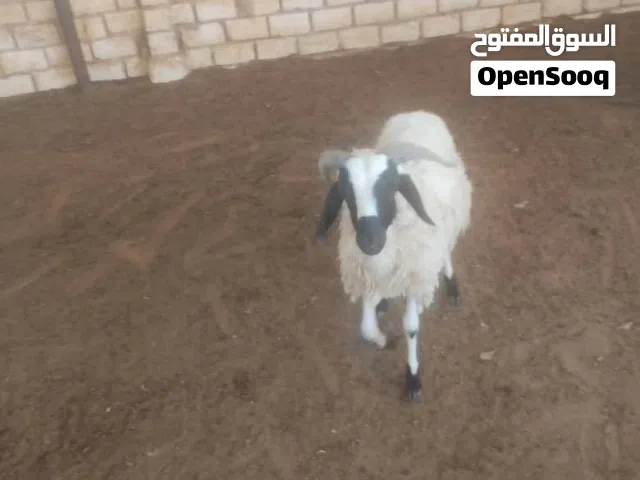 خروف عمر 8شهور حواله او كاش
