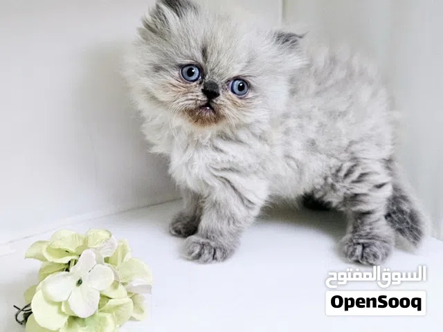 Himalaya  cat هملايا