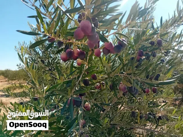 Mixed Use Land for Sale in Sfax Other