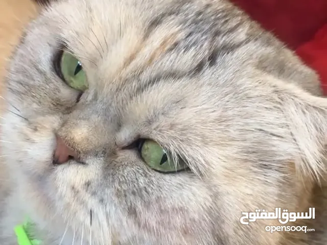 انثى بريتيش شيدد سلفر بيور