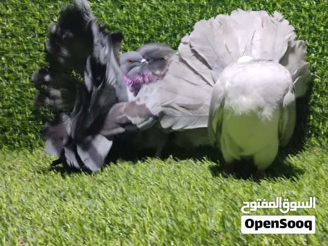 2كوبيات تونسي فانتيل