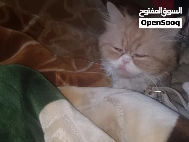 صدور فراخ للقطط