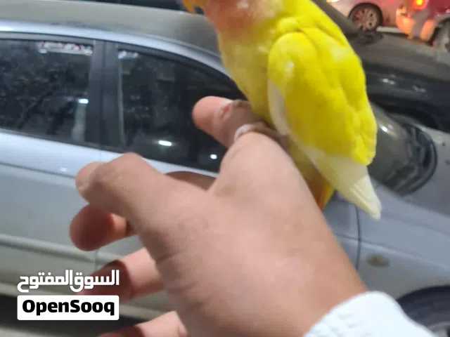 طرف بركديلو لفه حمره للبيع متعود عل شرنقه طرف ربي يبارك كيف بادي يطير تناديه يجيك