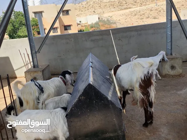 عنز للبيع الهاشمية