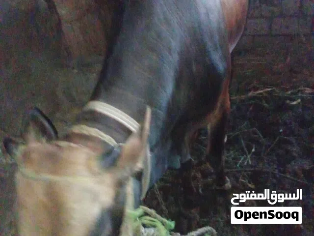 ذكر بلدي اكله بلدي