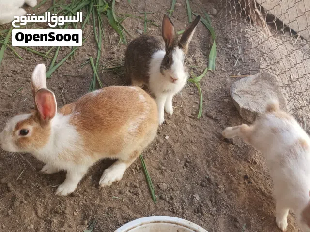 ارانب محلية بي صح جيده منتجات حجمهم كبير