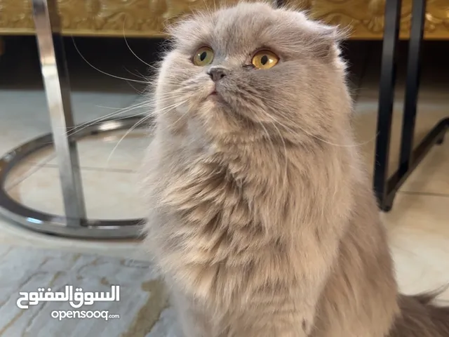 نوعها سكوتش فولد longhair العمر اقل من سنه ماخذه كل تطعيماتها ابا ذكر ستريت / بريتش ((للتزاوج ))