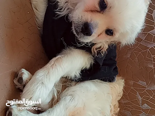 كلب زينة للبيع من فصيلة بيكنيز