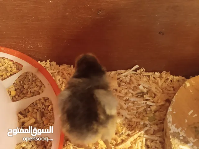 فراخ دجاج مشكل بلدي و فيومي ترقيد عمر شهرين بصحه جيده الحبه 3 دينار نهائي لعدم الاحراج