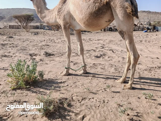 للبيع ناقه لقحه