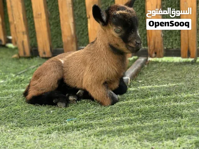ماعز القزم بلجيكي متوفر جميع الماعز القزم بي الوانها السعر شامل التوصيل