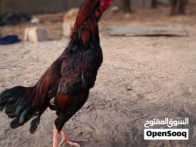 موجود طير بكستاني للبيع سعر مناسب جدا