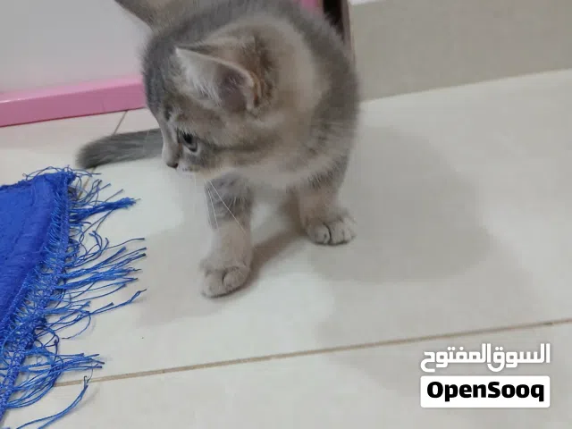 قط بريتيش ذكر