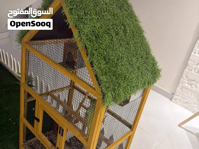 بغبغاء انثى