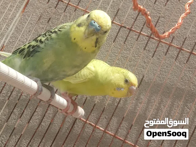 كوبية بقلينو ماشاءالله