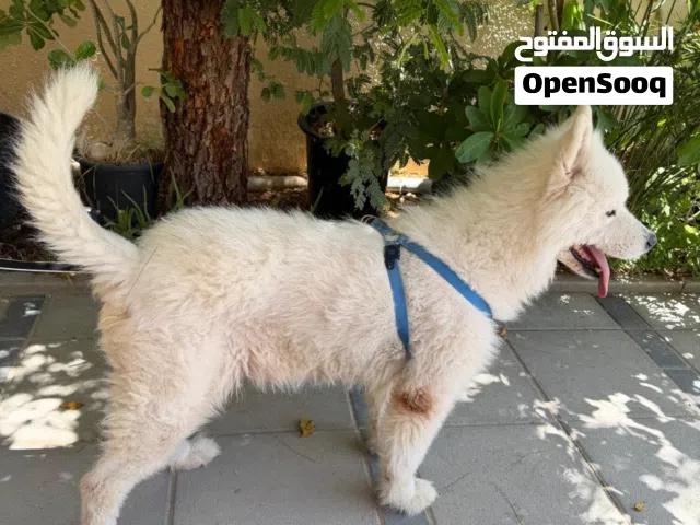 Purebred Samoyed Looking for a Loving Forever Home – 5 Years Old