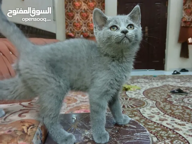 للبيع قطط مستوى جميل وبيور سكوتش ستويت الوان جميله اقرا الوصف قبل