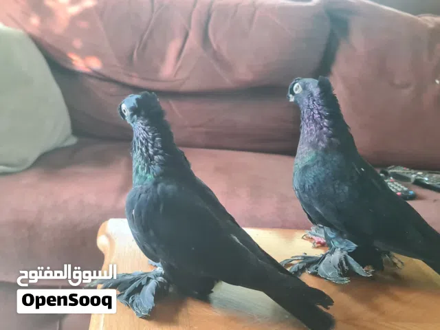 ستة حبات حمام روسي جميلات جدا ومستوى عالي  زوج اسود شغال 100% ، وفحلين لون احمر مع انثيتين بولنديات