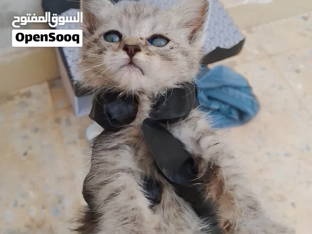 قطه للتبنى