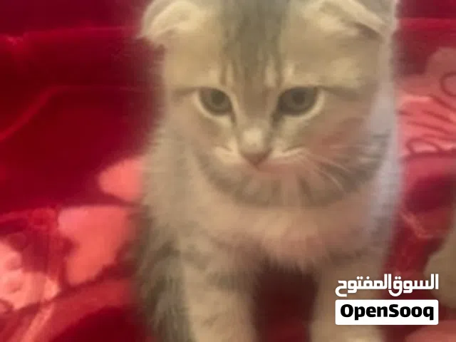 للتبني قطه مع صغارها الثلاثه