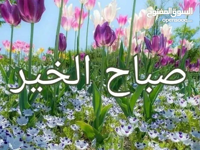 للايجار شقه سرداب 4 غرف نوم بسعد العبدالله  مع حوش