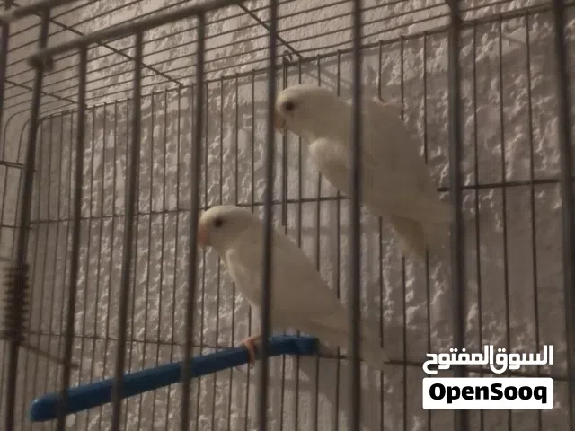 190 الجوزة