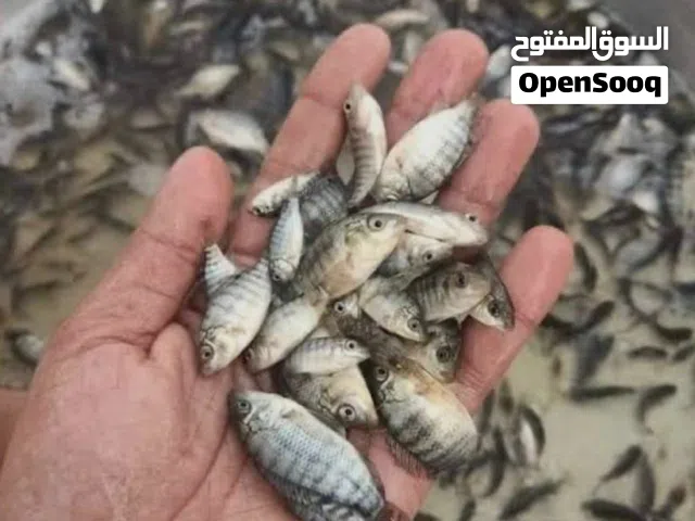 اسماك البلطي