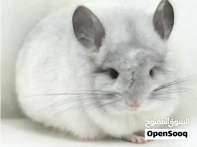 شانشيلا وارد هولندا