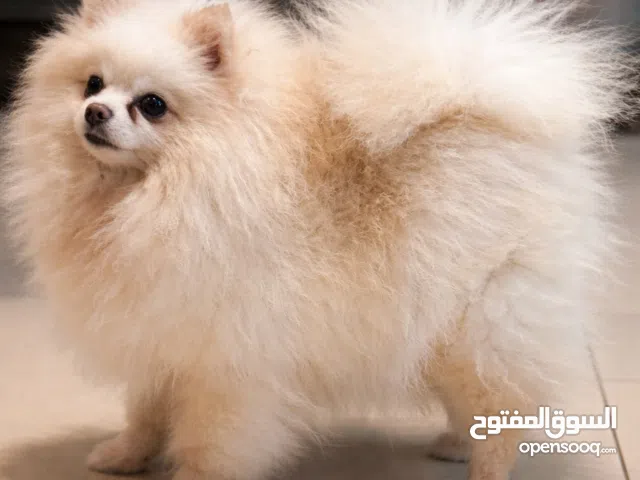 Russian Female Pomeranian
