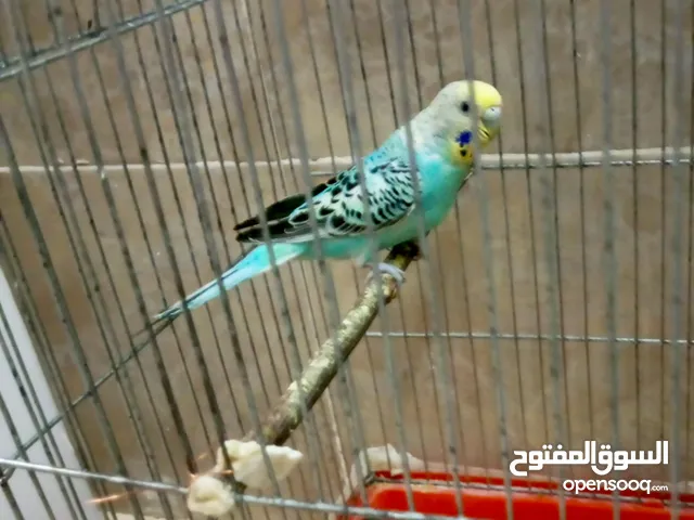 انثى حب شغالة