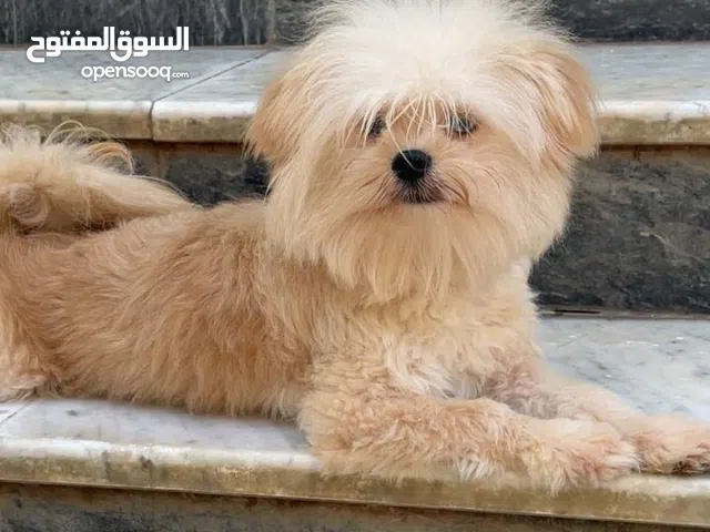 Maltese male 7 months old healthy playful vaccination and passport available