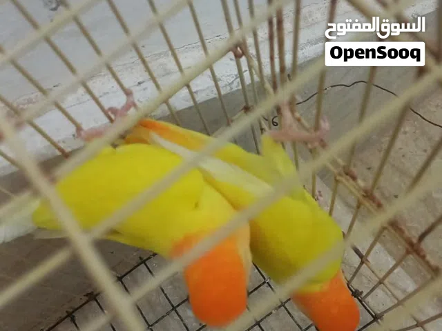 كوبية بركيدلو اوبلاين اورنج