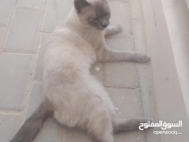 سيامي قطه للبيع
