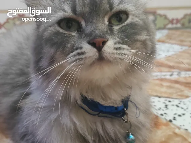 قط سيبيري انثى