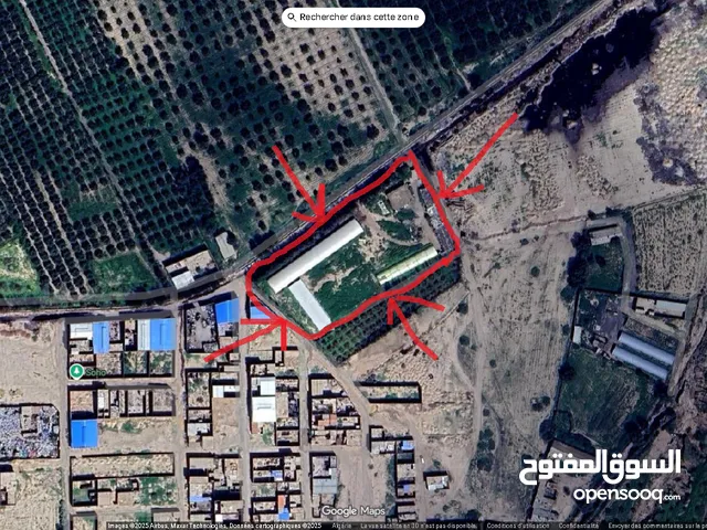 Farm Land for Sale in Mascara Other