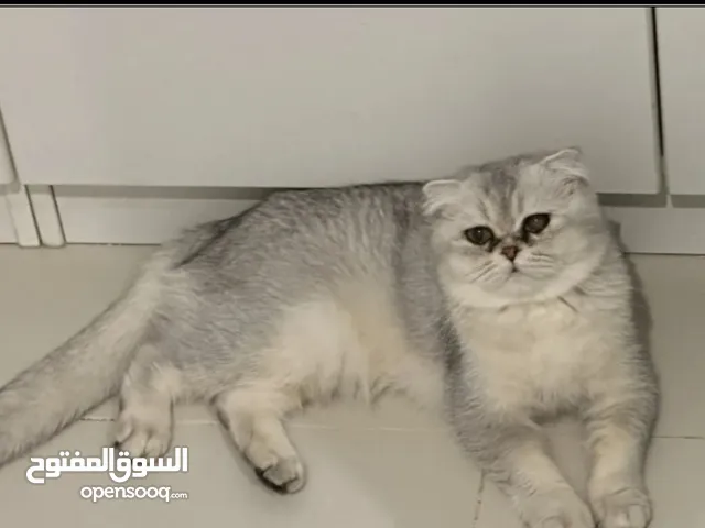 قط سكوتش فولد بيور عريض شورت هير الييف جدا صحه ممتازه تبني للتبني شرط دفع 15 دنانير ثمن اغراضه معقم