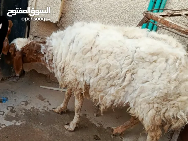 السلام عليكم نعجه سمينه متروسه وزنها فوك ال 50 تاكل اكل بيت خير من الله ترهم جني وترهم ضحية