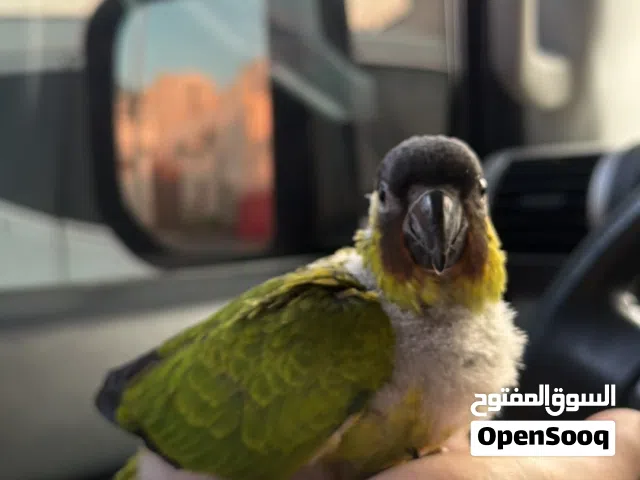 فرخ نانداي كنيور من النوادر