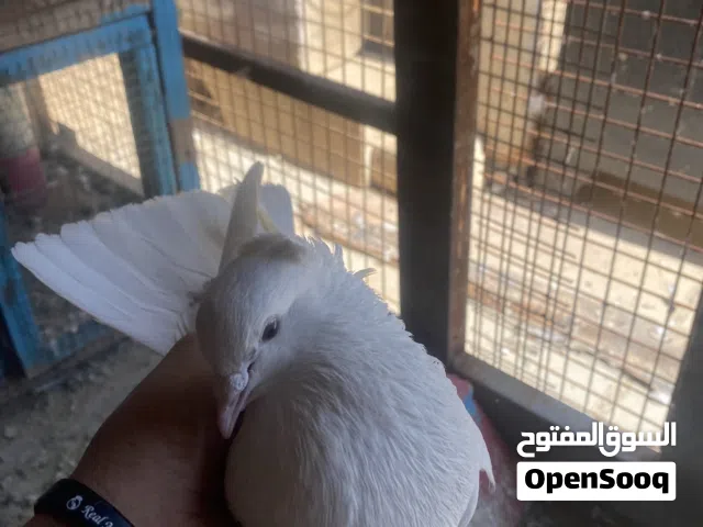 حمام لوت للبيع