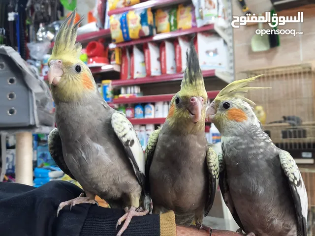 كوكتيل ازبيلا حبات نخب أليفة جدا اقرأ الوصف