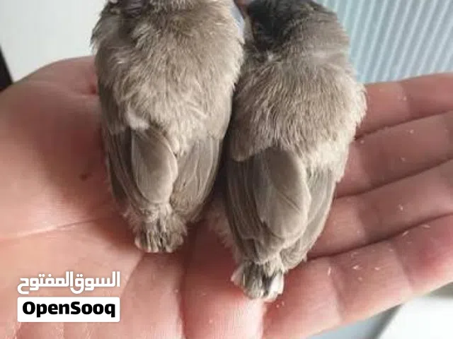 مطلوب افراخ بلابل مكاني البصره الزبير. اريد زوج افراخ لاتغني ب السعر اريد زوج حدي