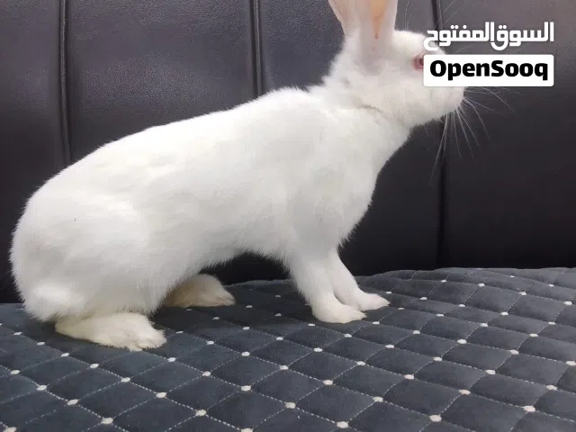ارنب اليف نوعيه نيوزلندي
