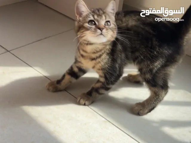 Cat’s Scottish fold for sale