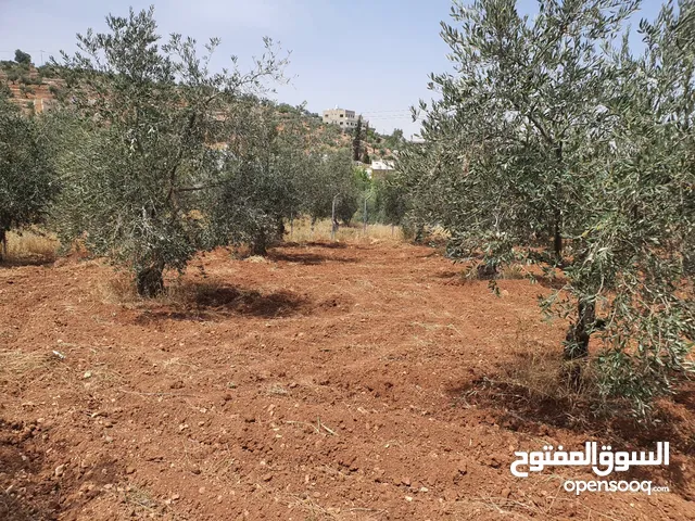 Residential Land for Sale in Salt Al Subeihi