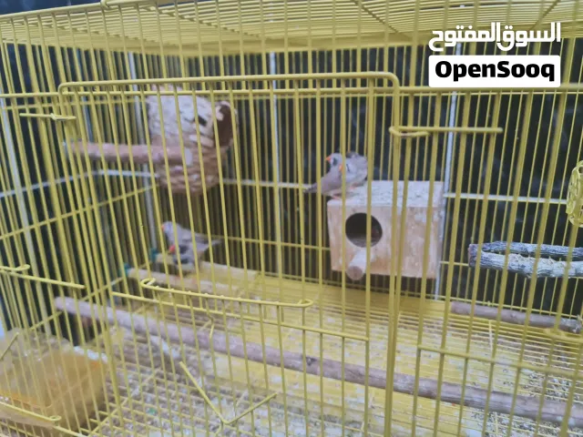 Five Zebra Finches with Cage!