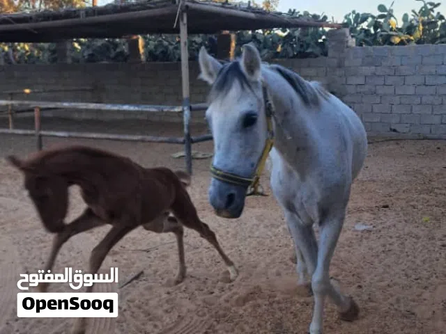 فلوه للبيع عمره 4شهور