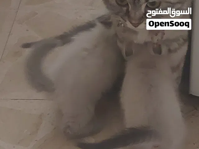 قطط سكوتش فولد مكس شانشيلا