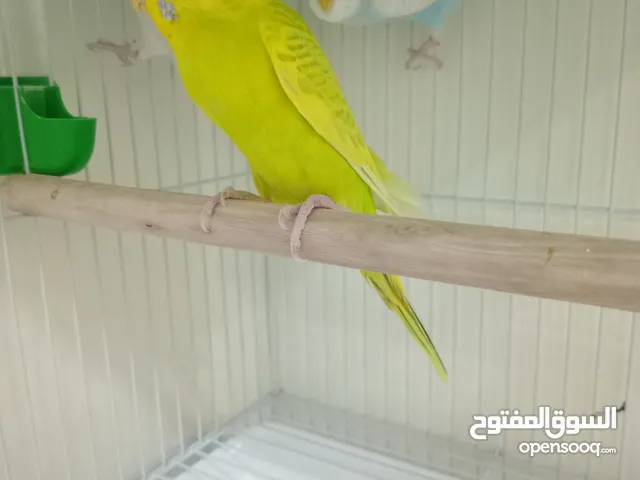 بغبغاء البجي العصفور الحب